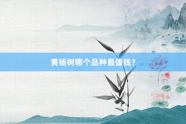 黄杨树哪个品种最值钱？
